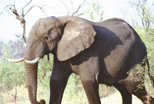 Camping in Botswana 4 Elephant.