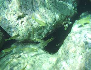 A school of fish