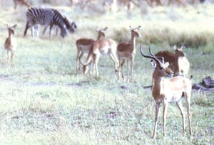 Antelope and zebras