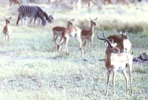 Camping in Botswana 2 Antelope and zebras