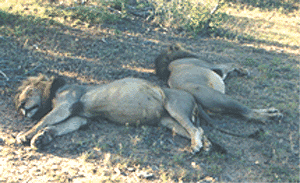 Camping in Botswana 6 Sleeping lions in Botswana. Kent St. John photo