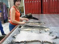 Pennie Sands is shown with possum pelts