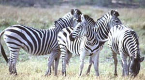 Camping in Botswana 3 Zebras