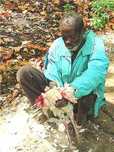 Plucking a chicken to feed the sacred catfish