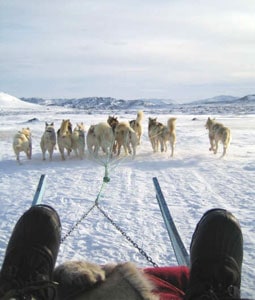 Dog sledding in Ilulissat