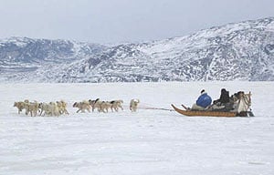 Dog sledding in Kangerlussuaq