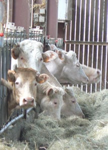 France: Burgundy Lives Up to Its Reputation 3 Charolais cattle in the Ferme Auberge de Bazoches