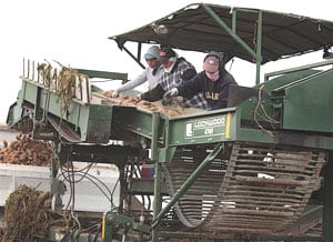 Harvesting potatoes