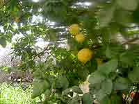 Blogging From Cyprus 4 Lemon trees are everywhere in Cyprus, even in the cities.