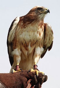 A red-tailed hawk at the Center for Birds of Prey