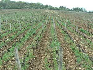 France: Burgundy Lives Up to Its Reputation 7 The most famous vines in the world -- these are the grapes that make Romanee Conti, which sells for a mere $1000 per bottle, if you can find it.