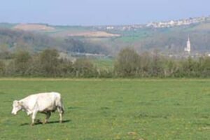 cow-near-st-pere
