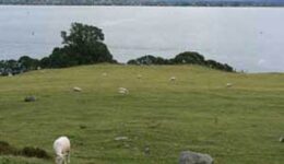 New Zealand Sheep