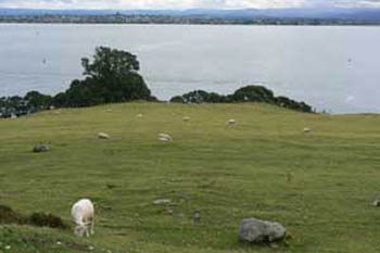 Sheep grazing on Mount Manganui, a sacred place for Maoris in New Zealand.