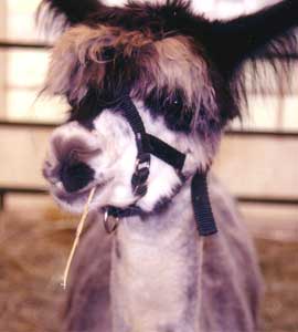West Tisbury: A Rural Respite on Martha's Vineyard 2 Alpacas enjoy the fair, too.