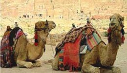 Humpmobiles