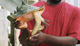 conch