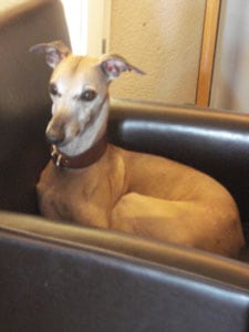 The white greyhound at La Table de St-Crescent