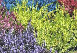 France's Rhone Alpes Region: Where Food is King 8 Lavender in Nyons