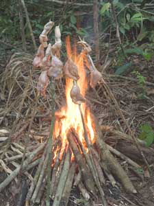 Roasting chicken