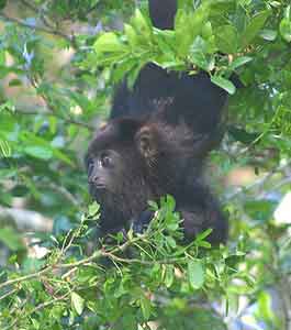 Biking Belize and Guatemala: Temple to Temple 9 Charcoal howler