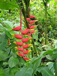 The Diamond Botanical Gardens
