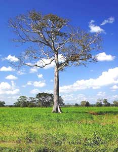 Biking Belize and Guatemala: Temple to Temple 8 Belize