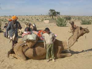 India: Beginner's Guide to Camel Trekking 6 The camel professionals