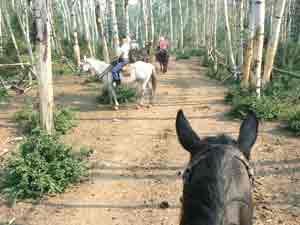 Riding a trail at the Triple J Guest Ranch, near Augusta, MT. photos by Max Hartshorne.