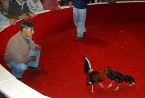Beyond a Shadow of a Snout: A Saturday in Otavalo, Ecuador 11 Handlers are allowed to coach their fighting roosters during the match.