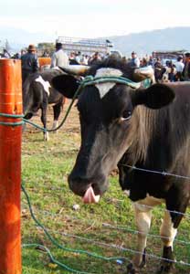 Beyond a Shadow of a Snout: A Saturday in Otavalo, Ecuador 2 A cow licks its snout at the Otavalo animal market. Photos by Darrin DuFord