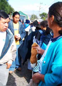 Beyond a Shadow of a Snout: A Saturday in Otavalo, Ecuador 6 Small guinea pigs cost the same as the bus ride from Quito to Otavalo: two dollars.