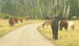 loose horses Triple J