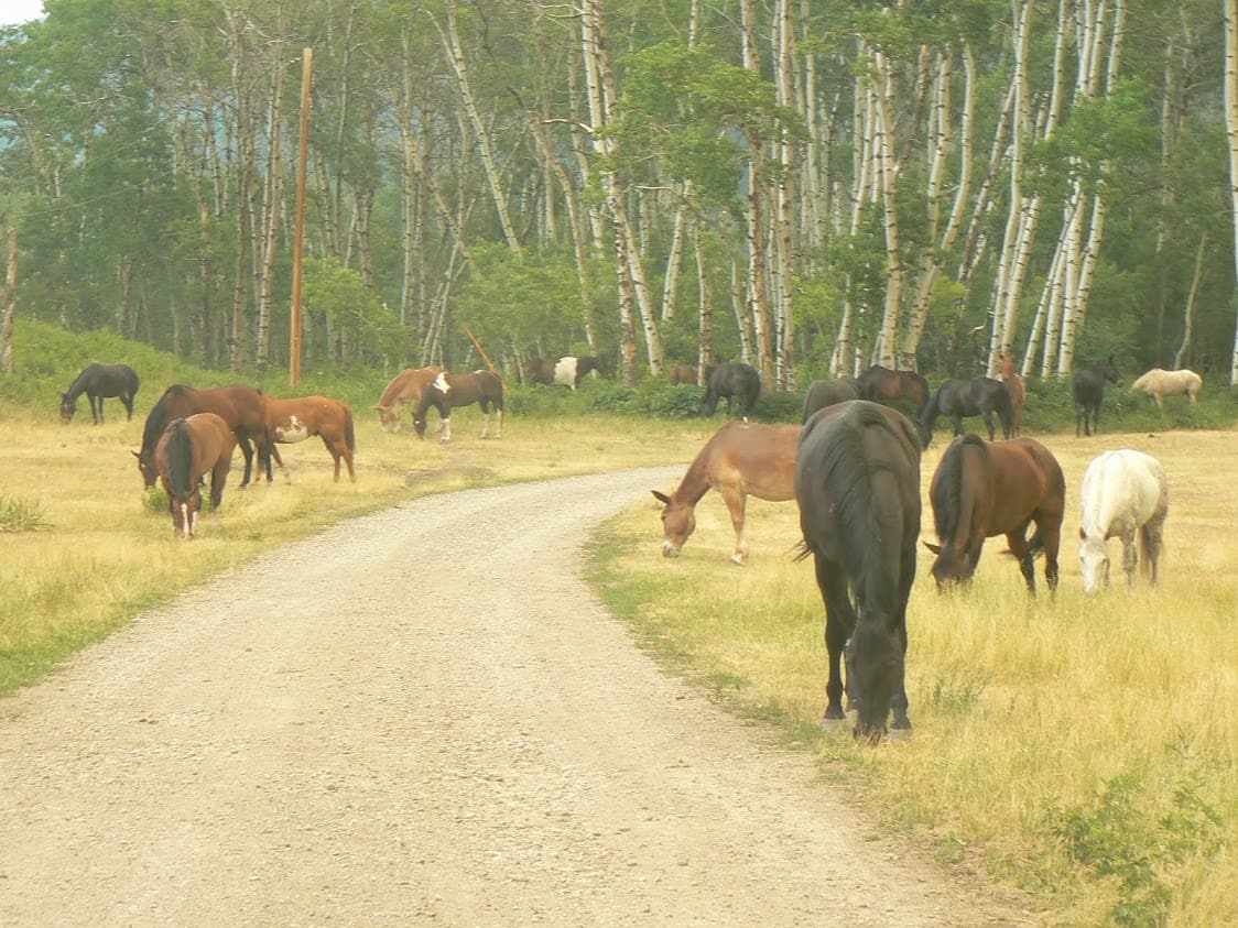 loose horses at Triple J