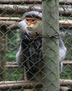 A long-tailed Langur monkey