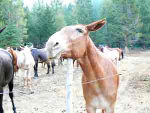 Mule scratches an itch. The ranch uses their 18 mules for packtrips into the Bob Marshall Wilderness.
