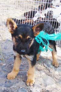 Beyond a Shadow of a Snout: A Saturday in Otavalo, Ecuador 7 A puppy and poultry at the small animal market