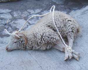 Beyond a Shadow of a Snout: A Saturday in Otavalo, Ecuador 3 A sheep is packaged for sale on the Pan-American Highway.