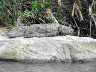 A crocodiles in the Ranganathittu Bird Sanctuary in India