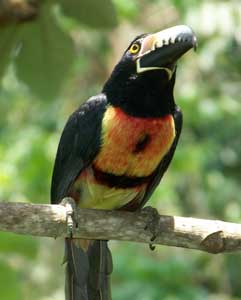Wildlife in the Tikal area of Guatemala.