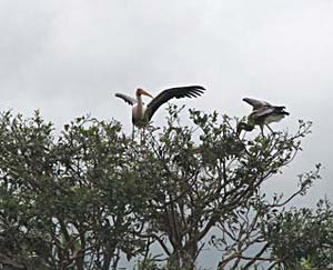 Painted storks at the Ranganathittu Bird Sanctuary - photos by Suruchi Dumpawar