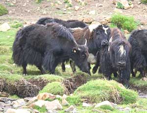 A visit from the yaks