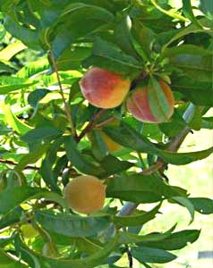 Peaches in season