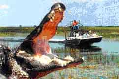 Gator and an airboat.