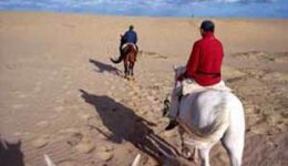 horses