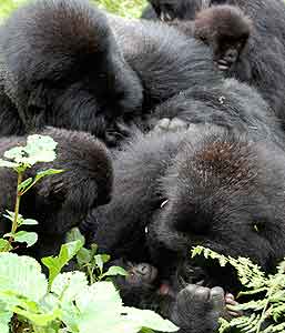 Rwanda's Magnificent Mountain Gorillas 4 A gorilla family with their new baby