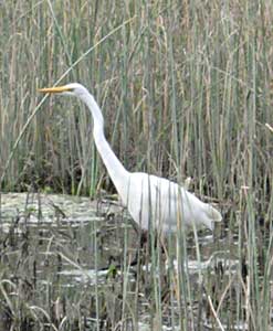 Birdwatching in West Marin, California 10 A very easy bird for the beginning birder in West Marin: a big white bird is probably a Great Egret!