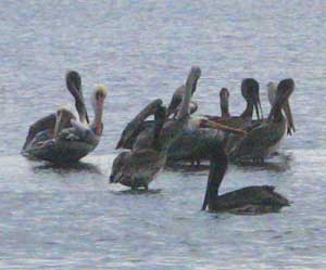 Birdwatching in West Marin, California 9 Brown Pelicans come by the thousands throughout West Marin waterways.