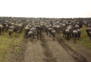 Wildebeest in the road