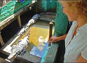 Live alligators at the Dead Fish Tower restaurant 